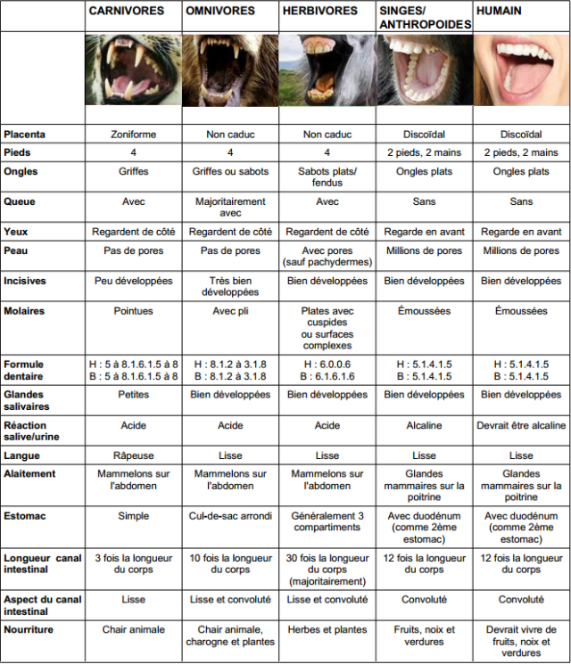 tableau comparaison animaux végétarien herbivore omnivore  carnivore singesanthropoïdes humain